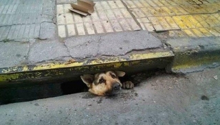 Brave Individual Risks All To Save Dog From Sewer In Torrential Rain, Wins Community Admiration