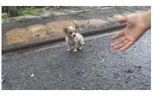 A tiny puppy, orphaned in the rain, shivering in the cold, huddled to protect itself, but no one came to its aid.