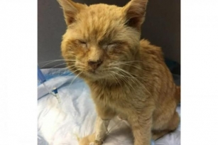Stray Cat Purrs With Gratitude After Being Rescued From Freezing Conditions