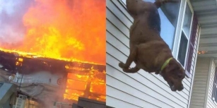 Dog Makes Daring Leap Out Of Window To Escape Burning Home