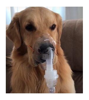The Golden Retriever, Gravely Ill, Calmly Accepts The Oxygen Mask, Displaying An Extraordinary Level Of Trust And Composure