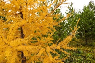The Mystery Of The Larch Tree