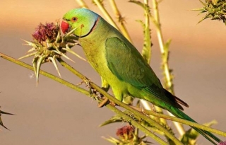 Parrot Fever: Serious Disease Spreading From Parrots After Bats, WHO Warns