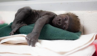 World's First Caesarean Birth For Gorilla In 115-year History, US Zoo Event