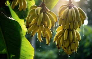 Climate Change Threatens Bananas, Which Are Part Of The Diet Of Millions Of People Around The World, Experts Warn