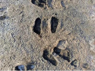 Learn About 100,000-year-old Human Footprints Found In Morocco