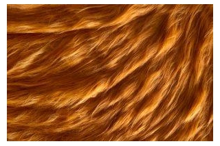 Why Lion Skin Is So Famous?