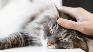 17 Reasons Why Cats Purr (and What Does It Mean?)