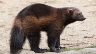 17 Most Terrifying Animals In North America