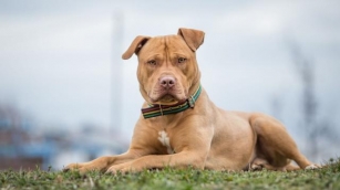 17 Riskiest Dog Breeds That Have A History Of Aggression