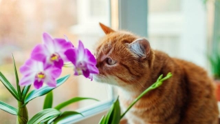 18 Scents Your Cat Probably Hates