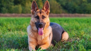 20 Best Guard Dog Breeds That Can Keep Your Family Safe