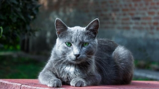 20 Cat Breeds That Are Great For People Who Need Emotional Support