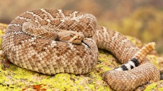 17 Most Venomous Snakes In America