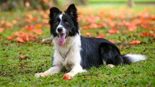 18 Dog Breeds That Live The Longest