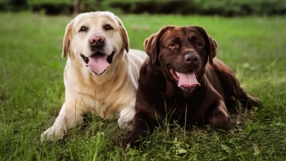 17 Dog Breeds Known For Their Good Behavior