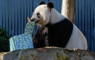 China pledges to send Australia a pair of pandas as relations between the two countries improve