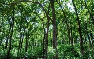 Forestry in India
