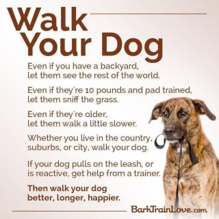 Walking  Your  Dog Day