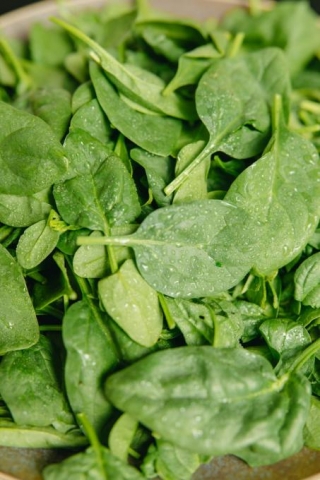 Happy Spinach Day !