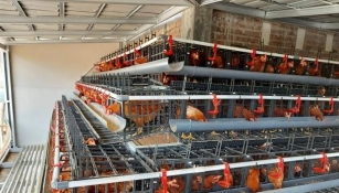 0896-0696-2025 || Jual Kandang Ayam Baterai (Portabel) Di Tarakan Barat – Kalimantan Timur
