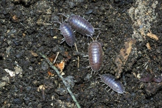 Are Rollie Pollies (Pill Bugs) Good Or Bad For Your Garden?