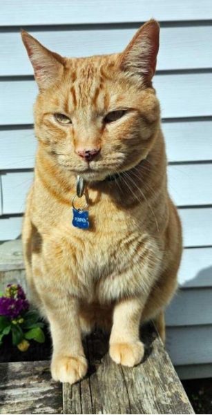 Have You Seen ‘Pumpkin’? Large Orange Cat Has Been Missing In White Center Since April 24