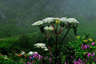 Valley Of Flowers Trek Distance & Best Time To Visit