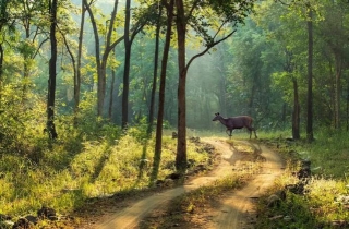 Walking Safari In Satpura National Park: A Thrilling Journey