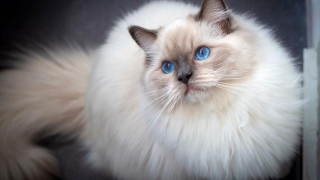 15 Most Popular Cat Breeds