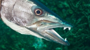 17 Most Dangerous Fish In The Pacific Ocean