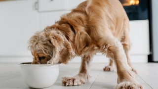 17 Things To Never Feed Your Dog