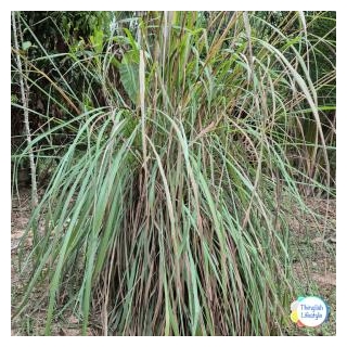 The Ultimate Guide To Growing And Caring For Lemongrass: Discover Its Uses And Benefits