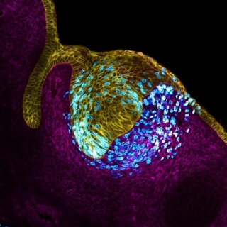 The Remarkable Cells Shaping Our Development