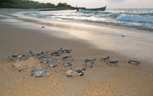 A Remote Island Draws Thousands of Turtles Each Year. Could It Attract Tourists?