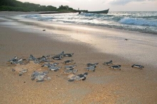A Remote Island Draws Thousands Of Turtles Each Year. Could It Attract Tourists?