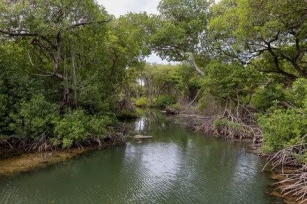 Watery, Peaceful, Wild: The Call Of The Mangroves