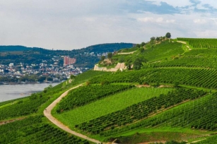 The Rheingau Route: An Insider’s Guide To Germany’s Wine Wonderland