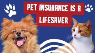 Why Pet Insurance Is A Lifesaver