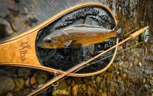 A history of bamboo fly rods
