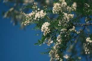 Văleni’s Sweet Acacia Flower Festival Blooms In May