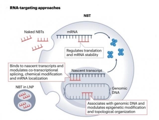 RNA-targeted Gene Therapy