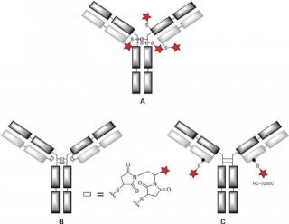 Several Ways Of Thiol Coupling In ADCs