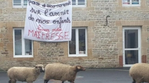 Des Moutons Inscrits à L’école En Moselle ? Découvrez Cette Histoire Incroyable