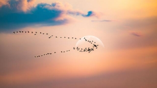 Pourquoi Les Oiseaux Migrateurs Volent En Forme De V ?