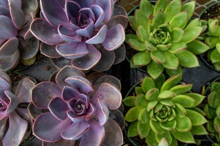 Different Kinds Of Succulents And Their Names