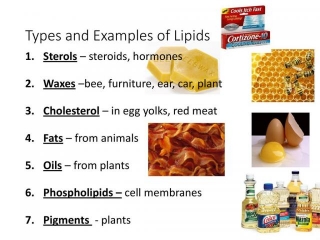 Examples Of Lipids In The Human Body