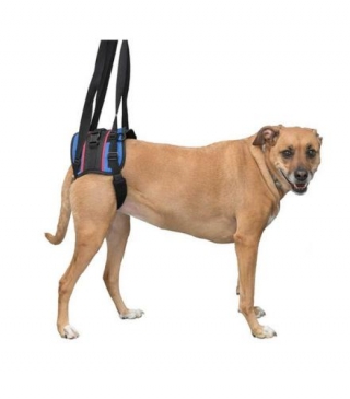 Enhancing Senior Dog Mobility: The Benefits Of A Rear Lift Harness For Aging Canine Companions