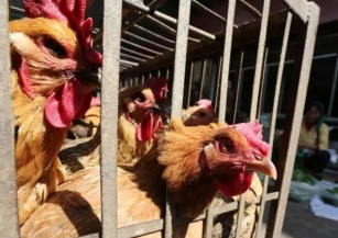 La OMS Confirma Un Caso Humano De Gripe Aviar En Australia Sin Contacto Con Aves