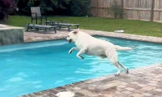 Rebellious Dog Goes Viral For Swimming Pool Antics